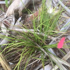 Carex bermudiana