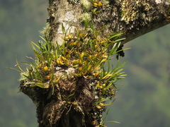 Maxillaria acuminata