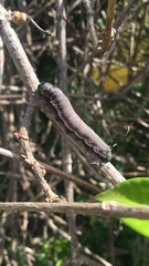 Isognathus allamandae