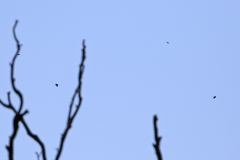 Hirundo neoxena