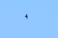 Hirundo neoxena