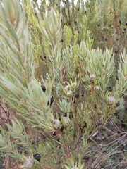 Leucadendron lanigerum lanigerum