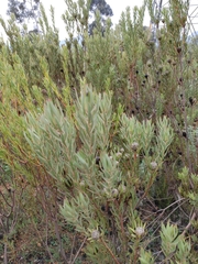 Leucadendron lanigerum lanigerum