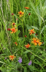 Tephroseris porphyrantha