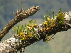Maxillaria acuminata