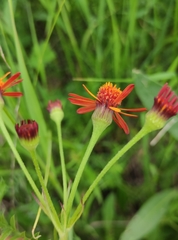 Tephroseris porphyrantha