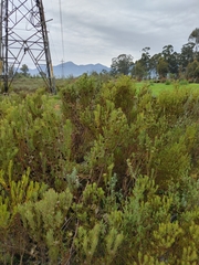 Leucadendron lanigerum lanigerum