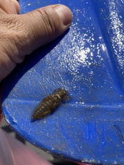 Cordulegaster boltonii