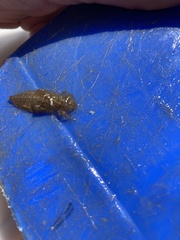 Cordulegaster boltonii