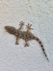 Tarentola mauritanica