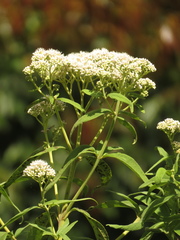 Austroeupatorium inulifolium