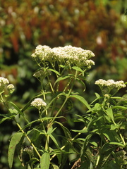 Austroeupatorium inulifolium