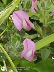 Ononis spinosa procurrens