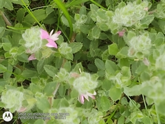 Ononis spinosa procurrens