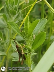 Ononis spinosa procurrens