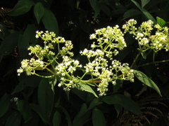 Emmeorhiza umbellata