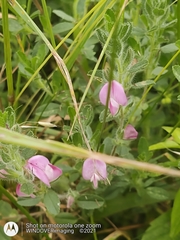 Ononis spinosa procurrens