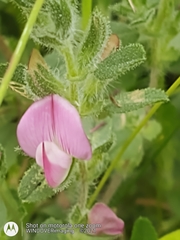 Ononis spinosa procurrens