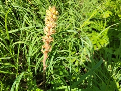 Orobanche reticulata