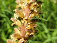 Orobanche reticulata