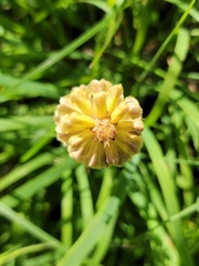 Orobanche reticulata