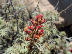 Melianthus pectinatus