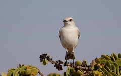 Emarginata tractrac