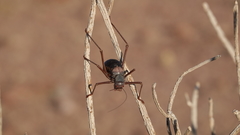Acanthoplus longipes