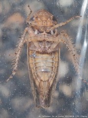 Paraphlepsius quadratus