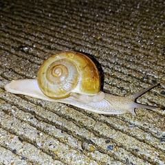 Hemiplecta distincta