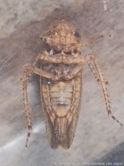 Paraphlepsius quadratus