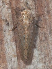 Paraphlepsius quadratus