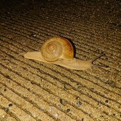 Hemiplecta distincta