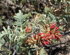 Melianthus pectinatus