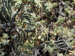 Melianthus pectinatus