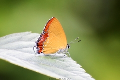 Heliophorus epicles