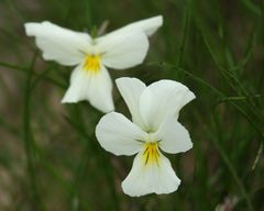 Viola calcarata