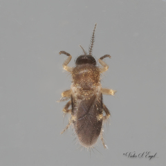 Forcipomyia bipunctata