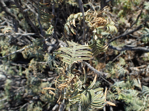 Image of Cockscomb Honeyflower by no rights reserved