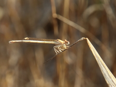 Platycnemis dealbata