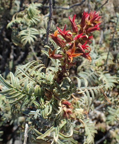 Image of Melianthus pectinatus by no rights reserved