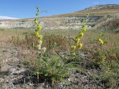 Astragalus alopecuroides
