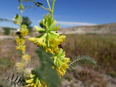 Astragalus alopecuroides