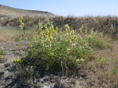 Astragalus alopecuroides
