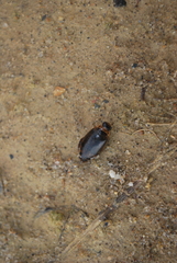 Thermonectus nigrofasciatus