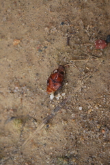 Thermonectus nigrofasciatus