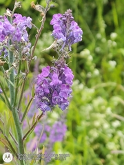Linaria purpurea