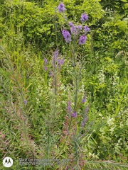 Linaria purpurea