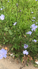 Cichorium intybus
