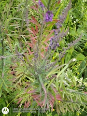 Linaria purpurea